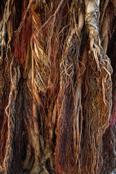 Roots ©Phumelele Kunene